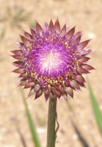 BPS-B1-FLECJ-Thistle_Blossom