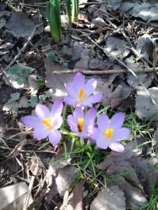 crocus