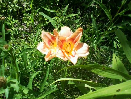 Picture0802181145_1(1)