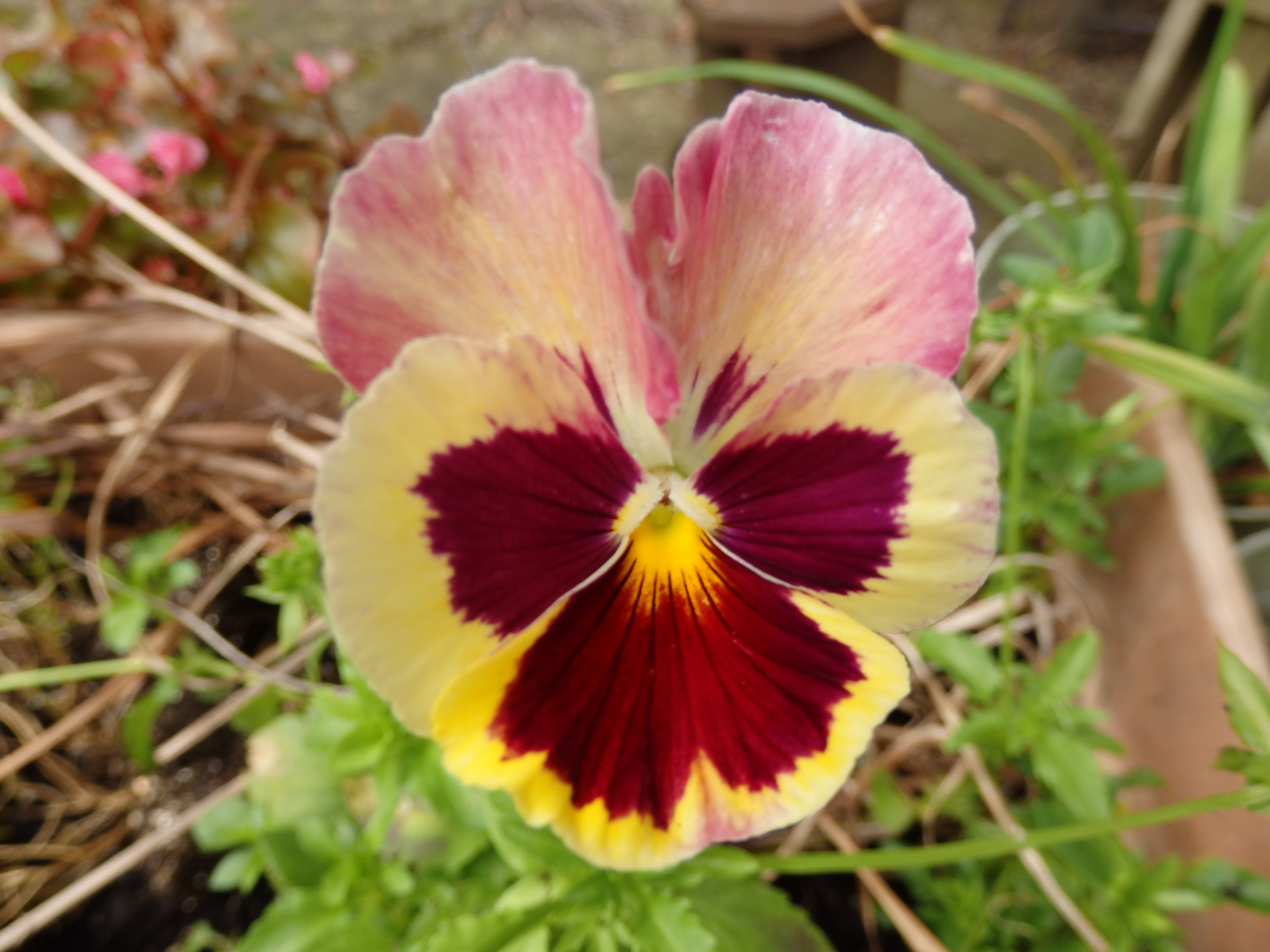 OLYMPUS DIGITAL CAMERA