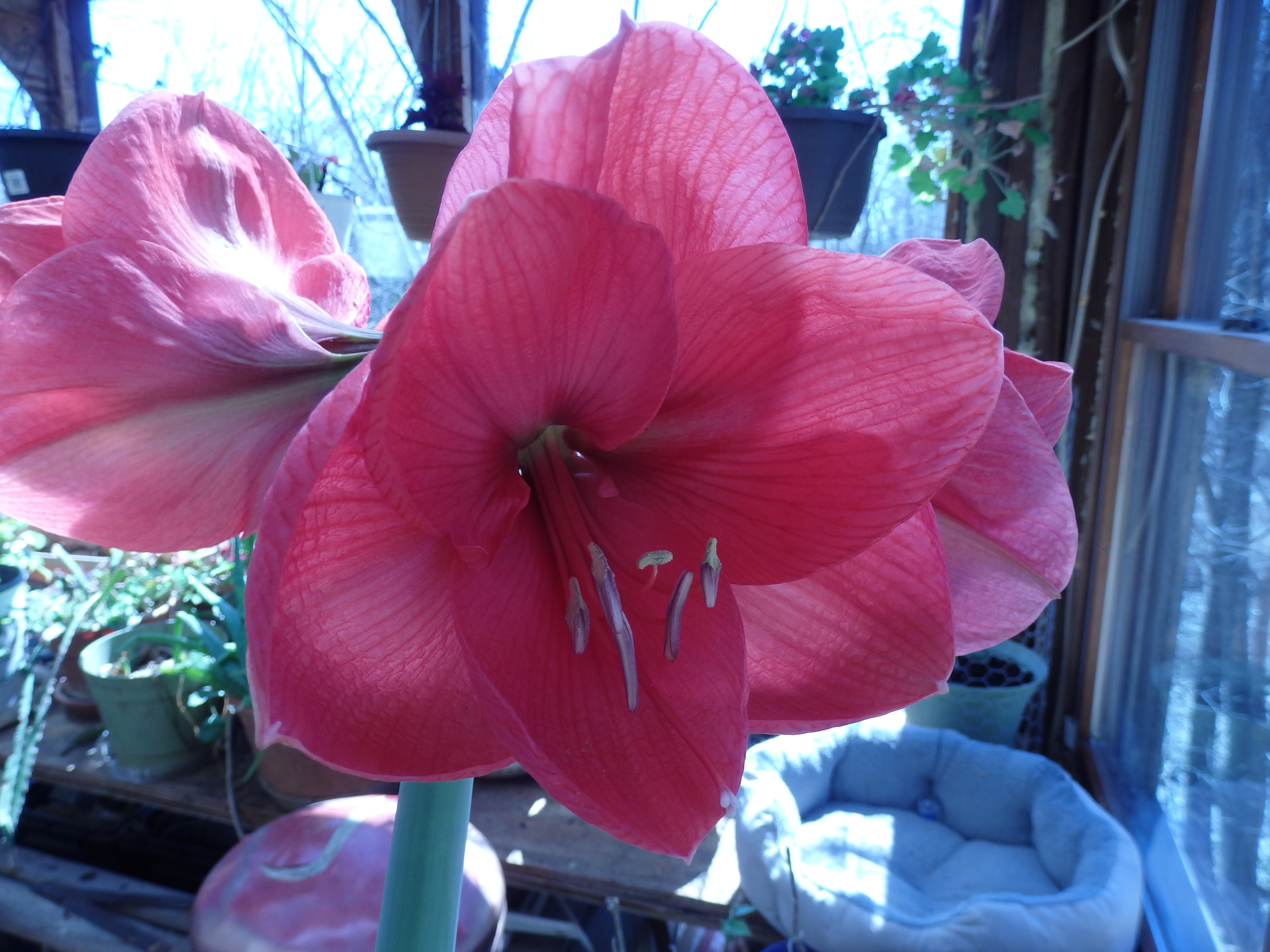 OLYMPUS DIGITAL CAMERA