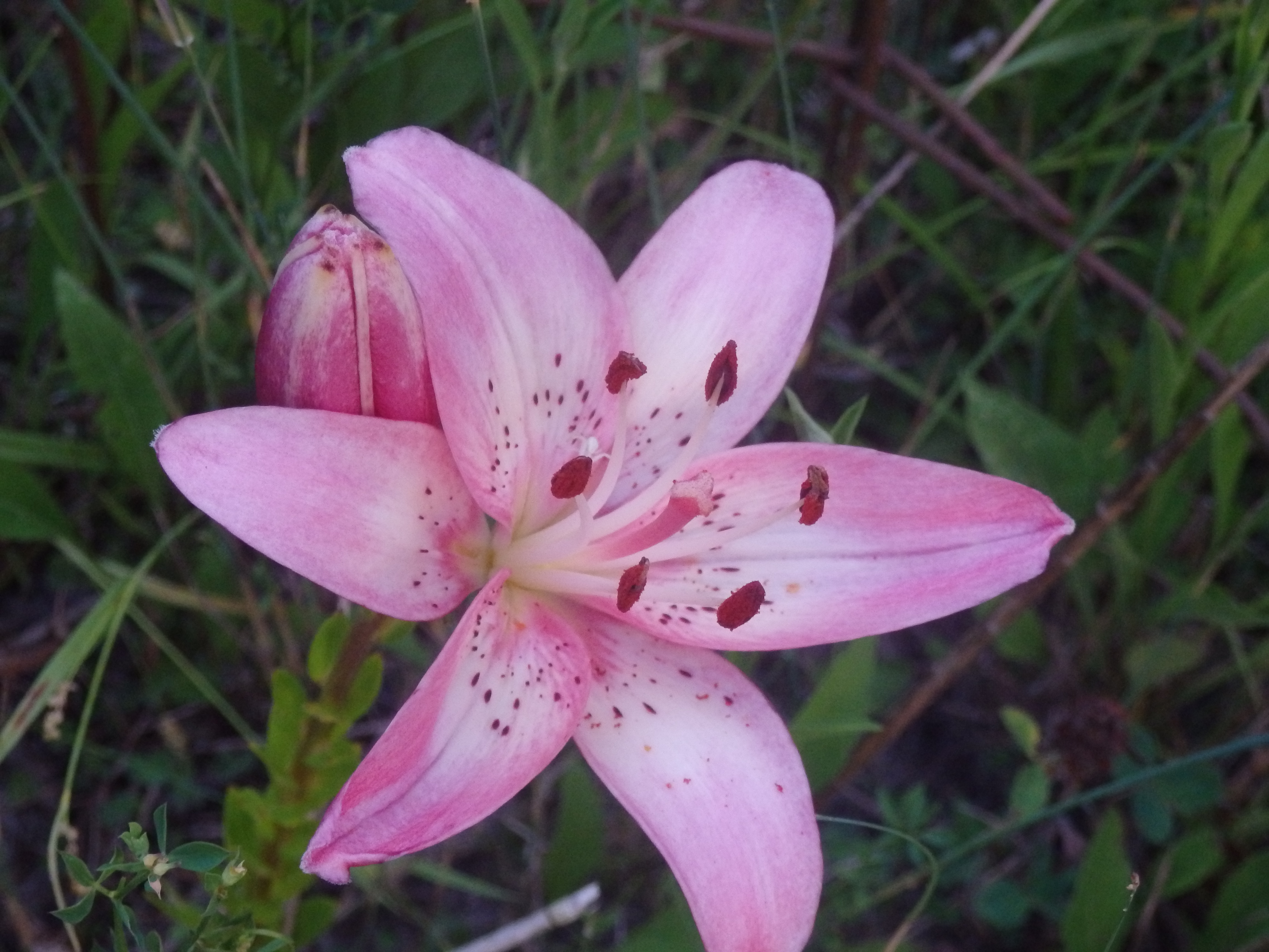 OLYMPUS DIGITAL CAMERA