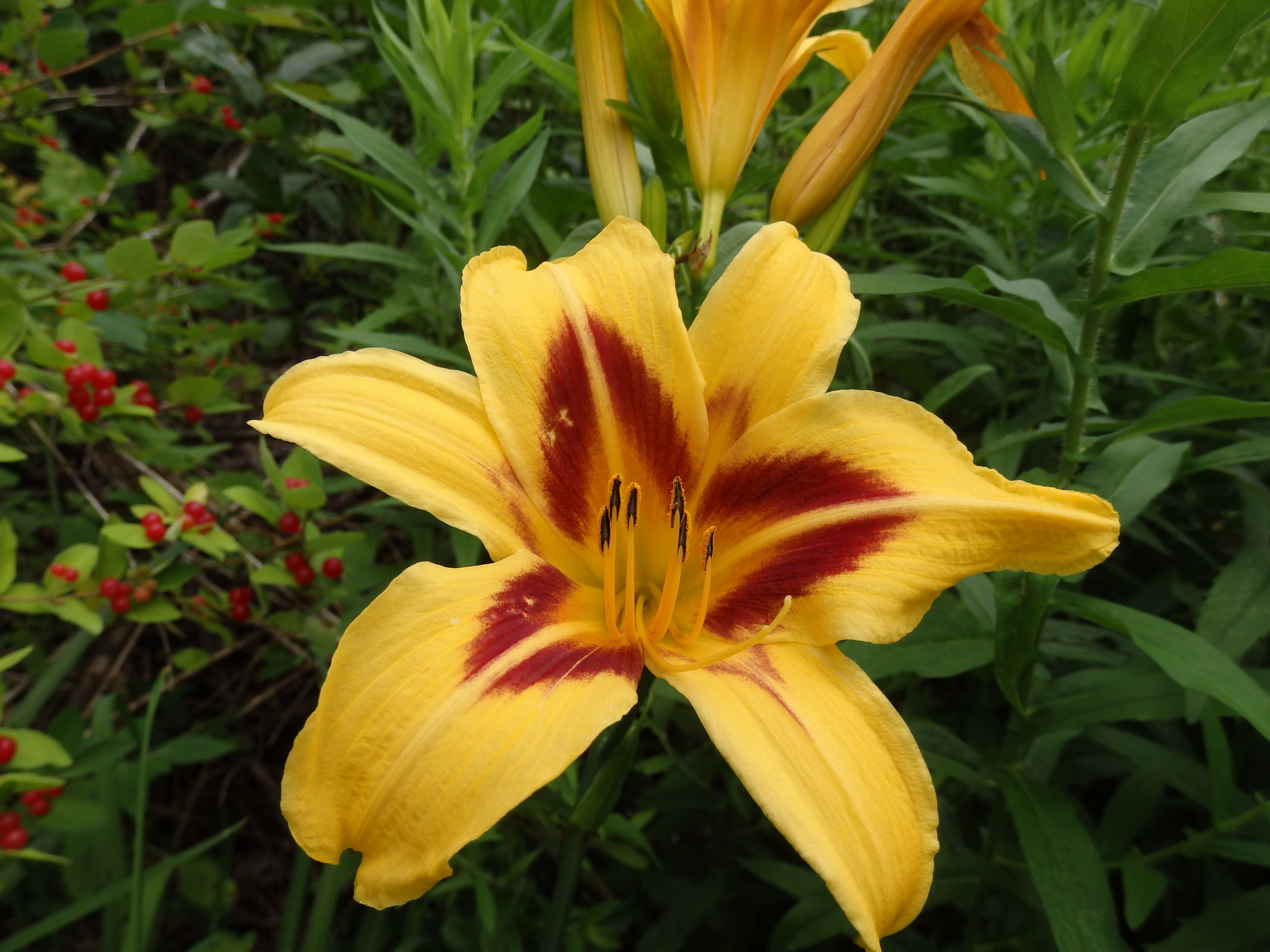 OLYMPUS DIGITAL CAMERA