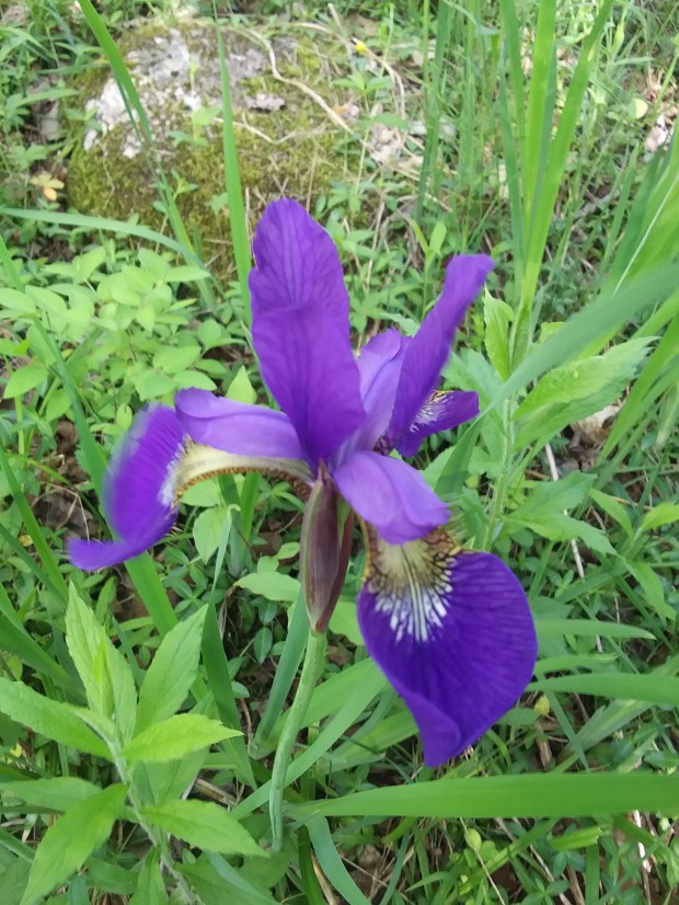 Deep blue iris against green foliage