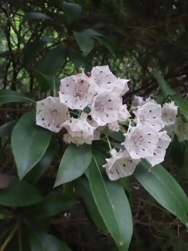 Cluster of peculiarly shaped, rigid looking white blossoms